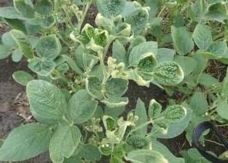 It’s Beginning To Look A Lot Like – Off-Target Dicamba Movement – Our Favorite Time Of The Year!